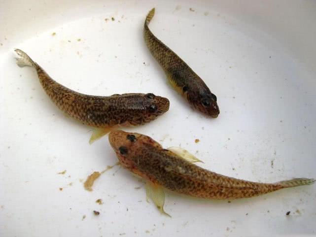 模样像鲶鱼,身上有花斑,钓鱼人又爱又恨的"爬地虎"鱼