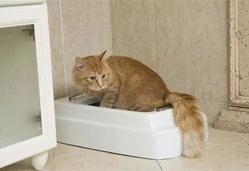 猫咪突然在猫砂盆外面乱尿,可能是生病了!