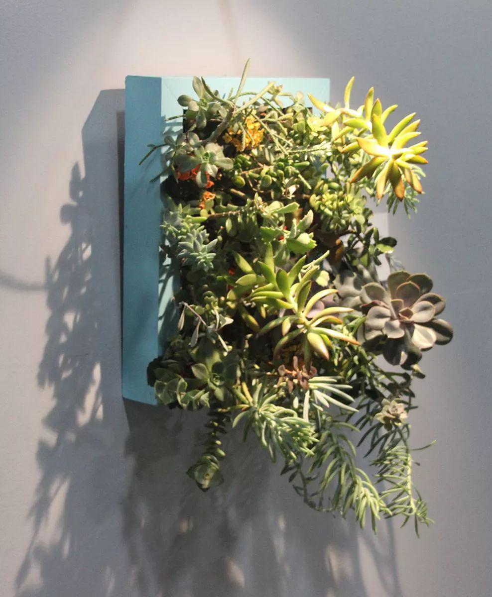 将多肉植物种在墙壁的画框里,变成家里迷人的垂直墙上景观