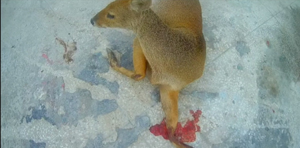 一只獐子跑出南京老山,疑被车撞伤后幸被民警救助