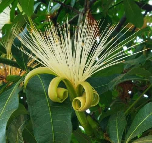 你见过发财树开花结果吗掌握关键1点树上挂满小果子美