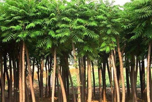 写在一株樗树下  | 止庵