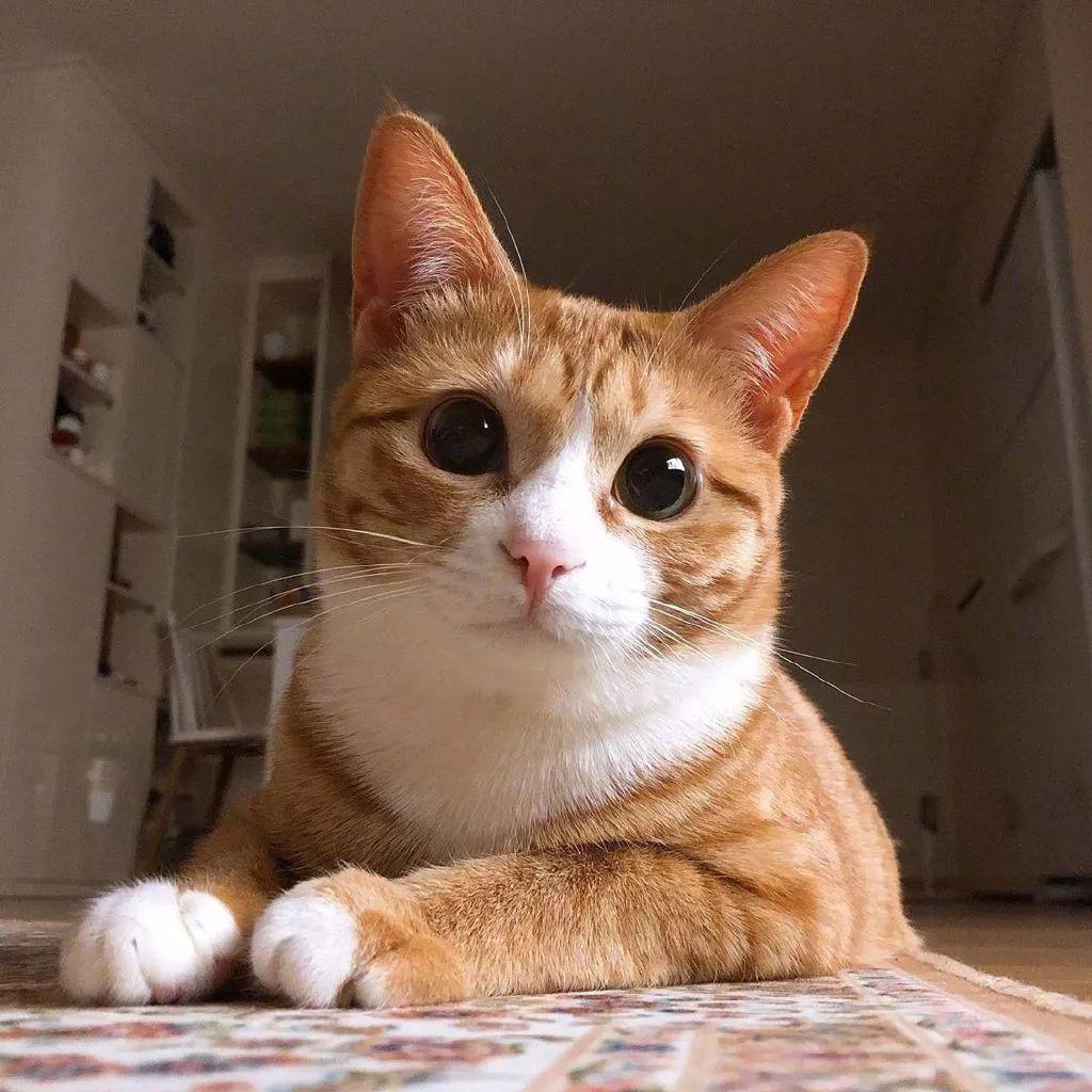 泡菜国的猫咪coco,小耳朵可以说收放自如了