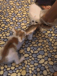 猫咪挑食?天性使然!酸甜苦鲜咸,谁才是猫最爱?