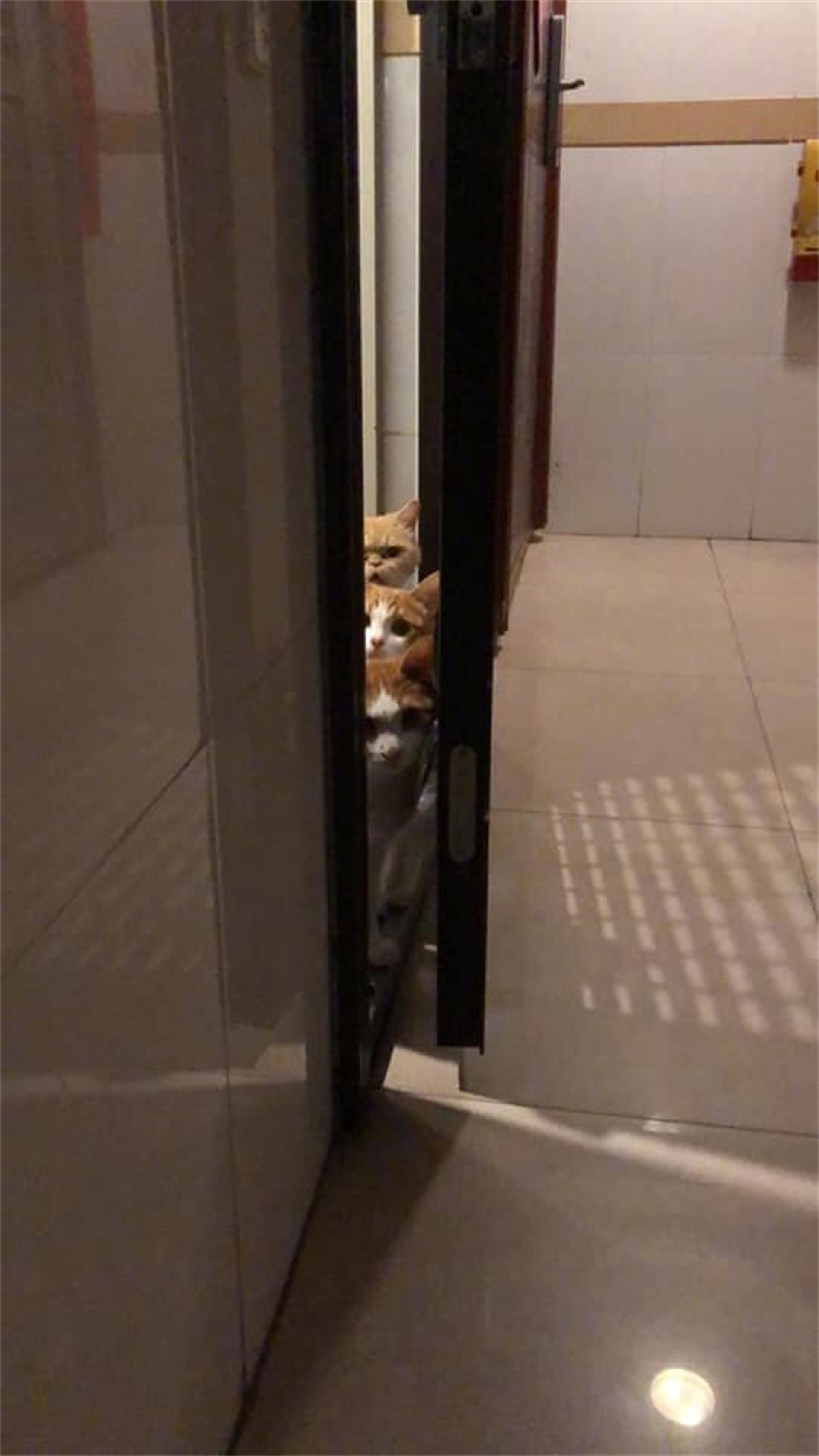 怕铲屎官没有将垃圾分类,猫咪集体趴门缝监督着,不监督人就没了