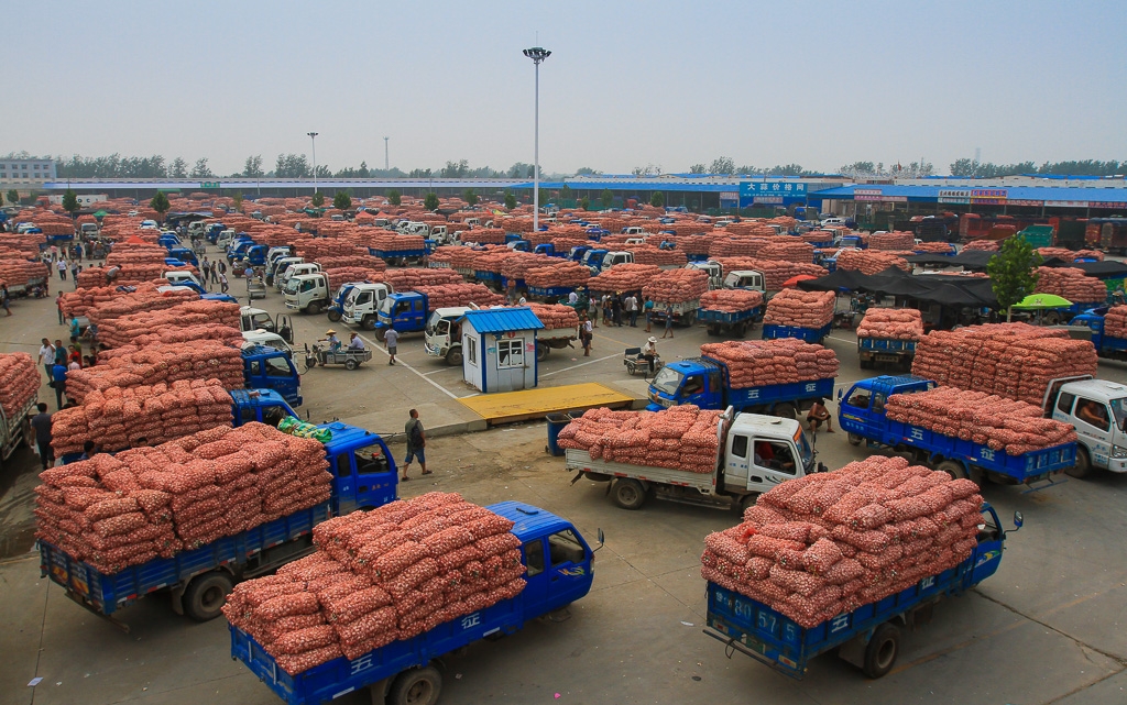 揭开金乡大蒜国际市场火爆背后的"神秘面纱"