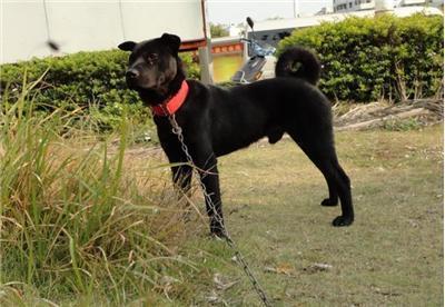 中华田园犬（土狗）的七大优点！|土狗|宝宝|田园_新浪新闻