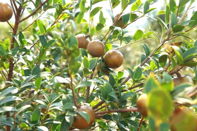 一种植物,种子榨油一斤上百元,这样种植,做当今"卖油翁"|卖油翁|榨油|