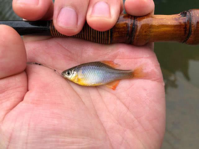 钓鱼人一脸嫌弃的小鱼鳑鲏,在日本却成了"宠儿"