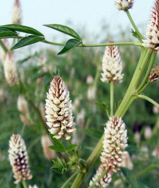 这种草称"众药之主",味道甜,家家户户都备有,解暑祛火良药