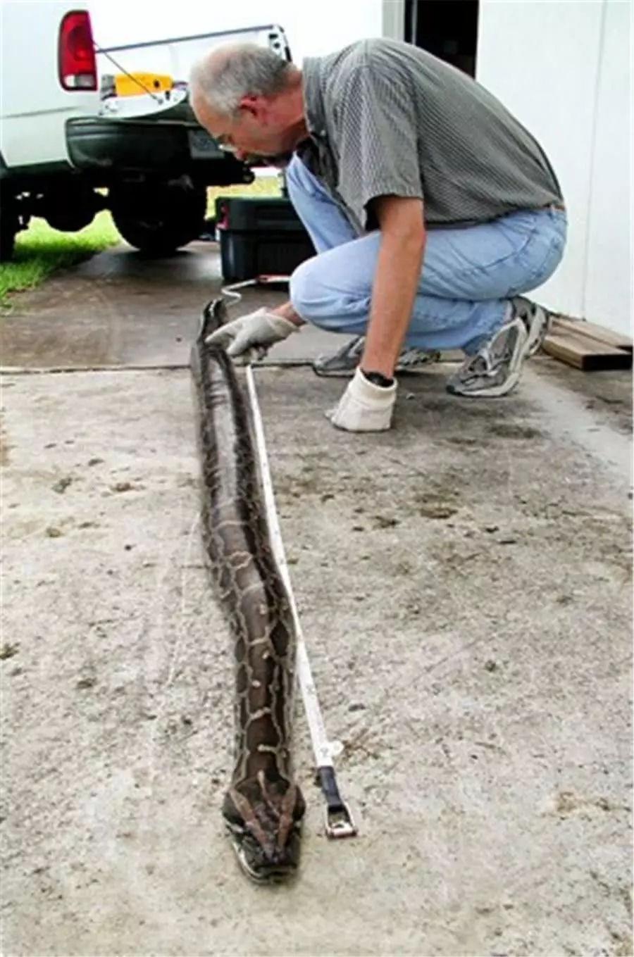 蟒蛇|宠物|巨蟒_新浪新闻