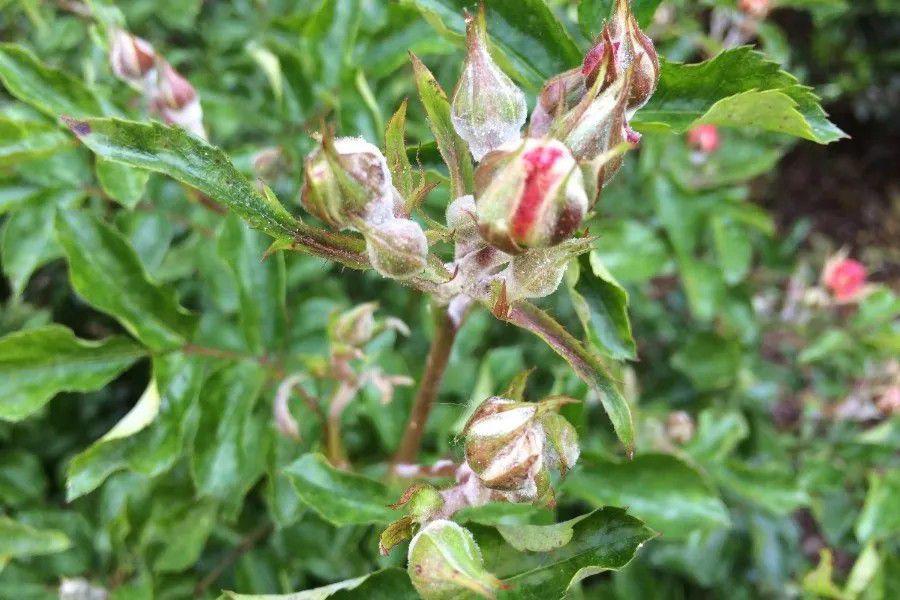 朋友养的植物老是感染真菌病害没及时处理阳台的盆栽全部患病