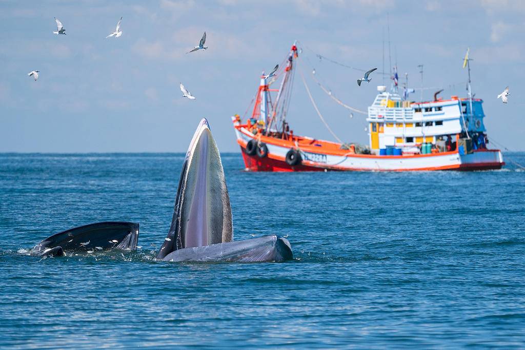 人均消耗鲸肉仅30克,十年滞销鲸肉4600吨,日本为何还要重启捕鲸?