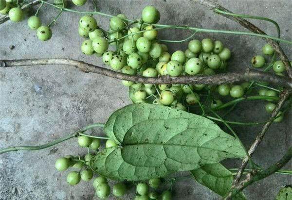 "宽筋藤"被当绳索,农民不知它抗糖尿病活性,让药贩子尽得便宜