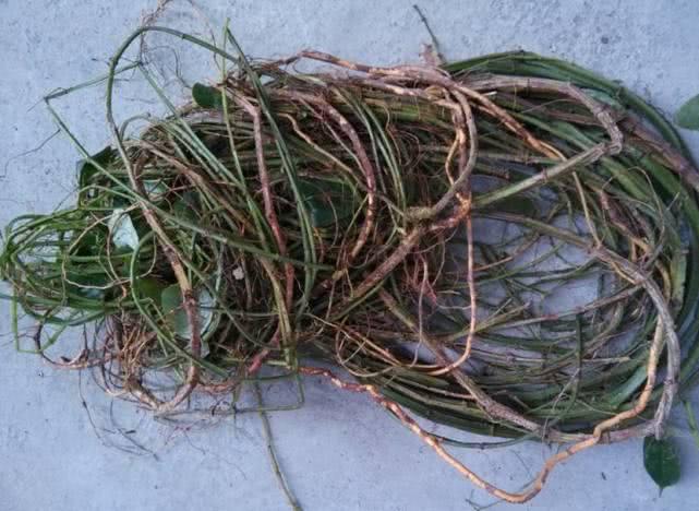 "宽筋藤"被当绳索,农民不知它抗糖尿病活性,让药贩子尽得便宜