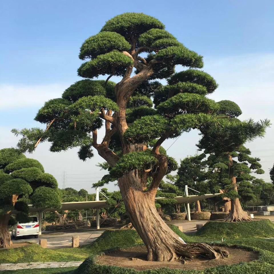 干货满满!“盆景及庭院树造型制作与欣赏”主题园林设计交流会顺德陈村举行_新浪新闻