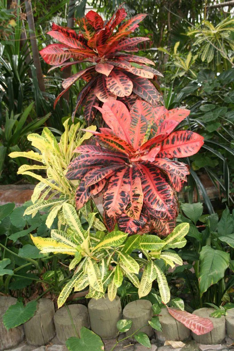 叶子像柳条一般的彩色变叶木见过没,叶子的斑纹比开花植物还好看