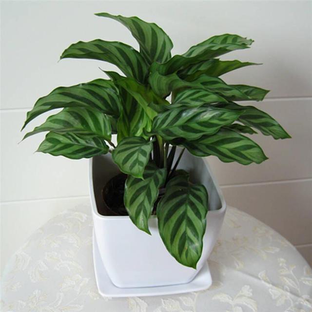 吊竹梅|虎皮兰|叶片_新浪新闻