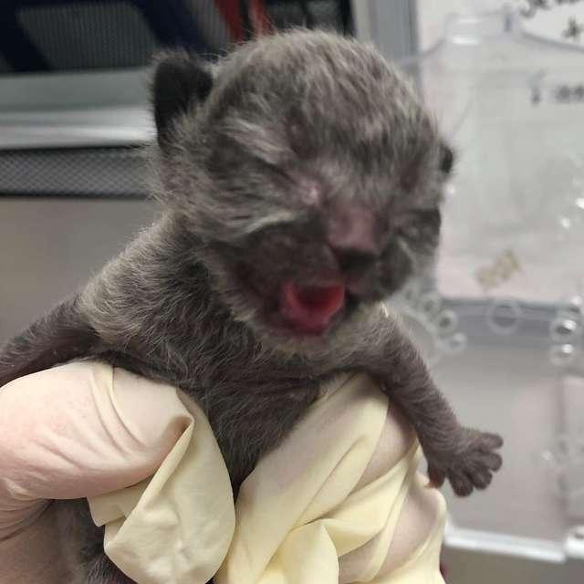 凌晨捡到刚出生小猫身上还带着一点脐带而线索只有一个鞋盒