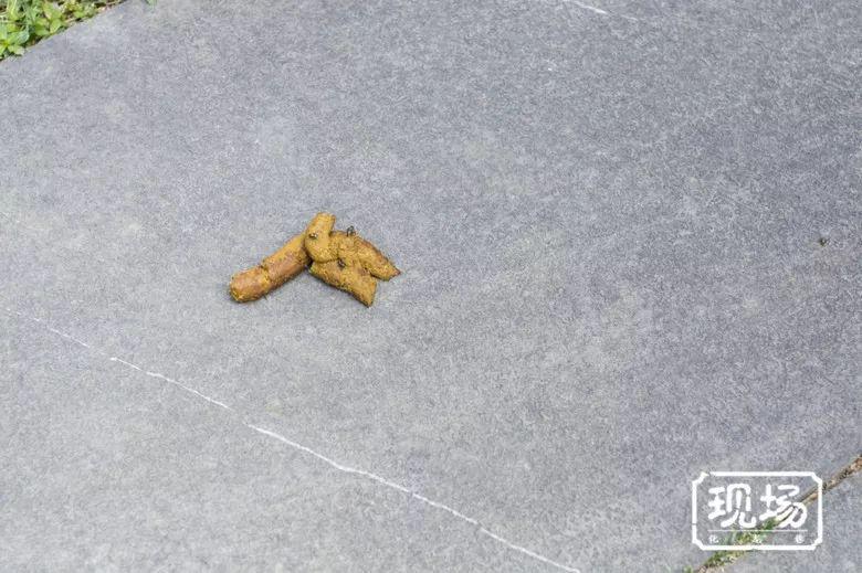 每天有捡不完的狗屎!实拍常州新北万达遛狗现状,环卫工有苦难言