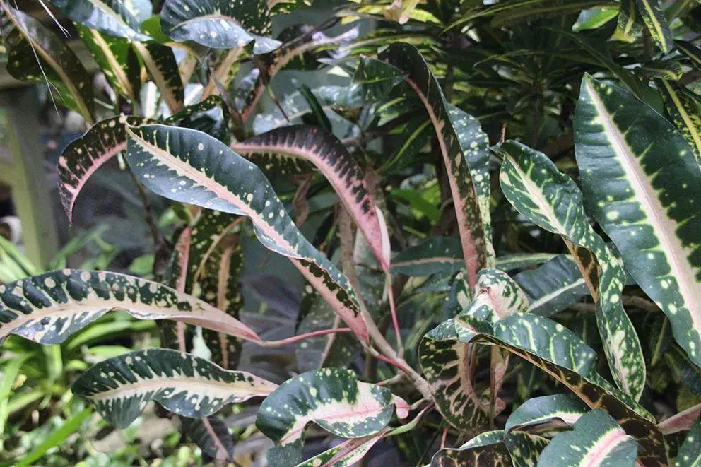 叶子像柳条一般的彩色变叶木见过没,叶子的斑纹比开花植物还好看