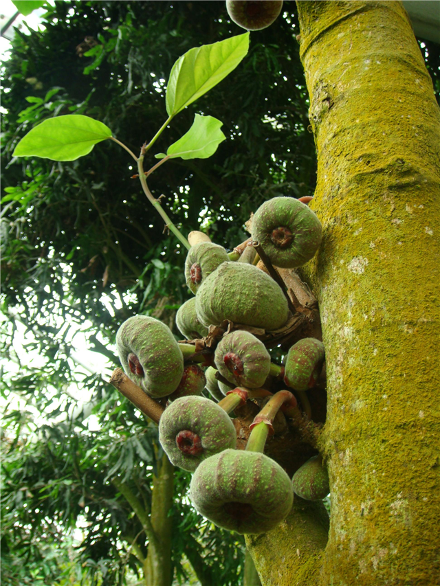 农村这个果子,长的类似无花果,价钱却是无花果10倍|无花果|木瓜|农村