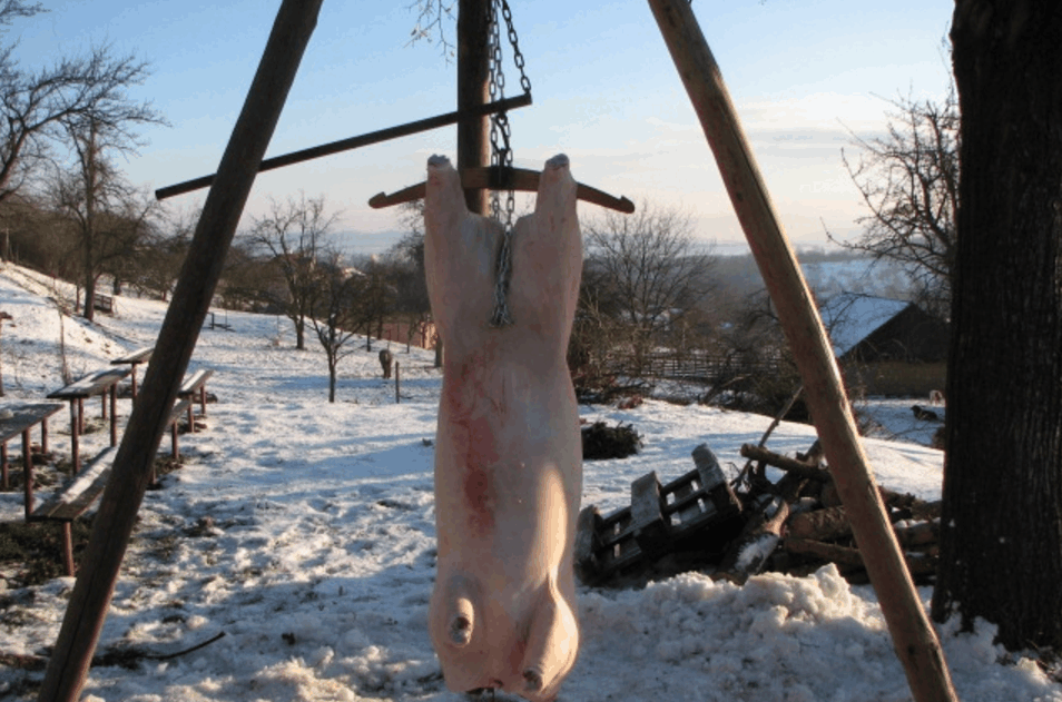 乌克兰杀猪图片