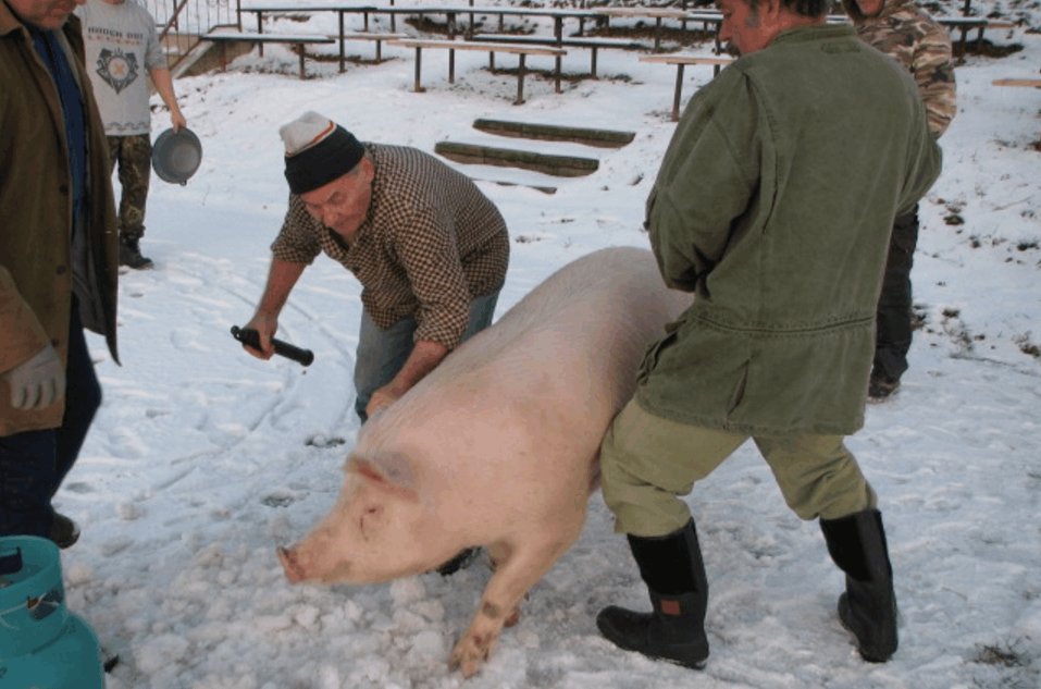 直击:欧洲村民整个杀猪现场