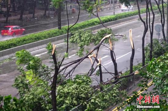 资料图：2018年强台风“山竹”袭击香港，湾仔告士打道旁的多棵开道树被狂风刮断。中新社记者 张炜 摄