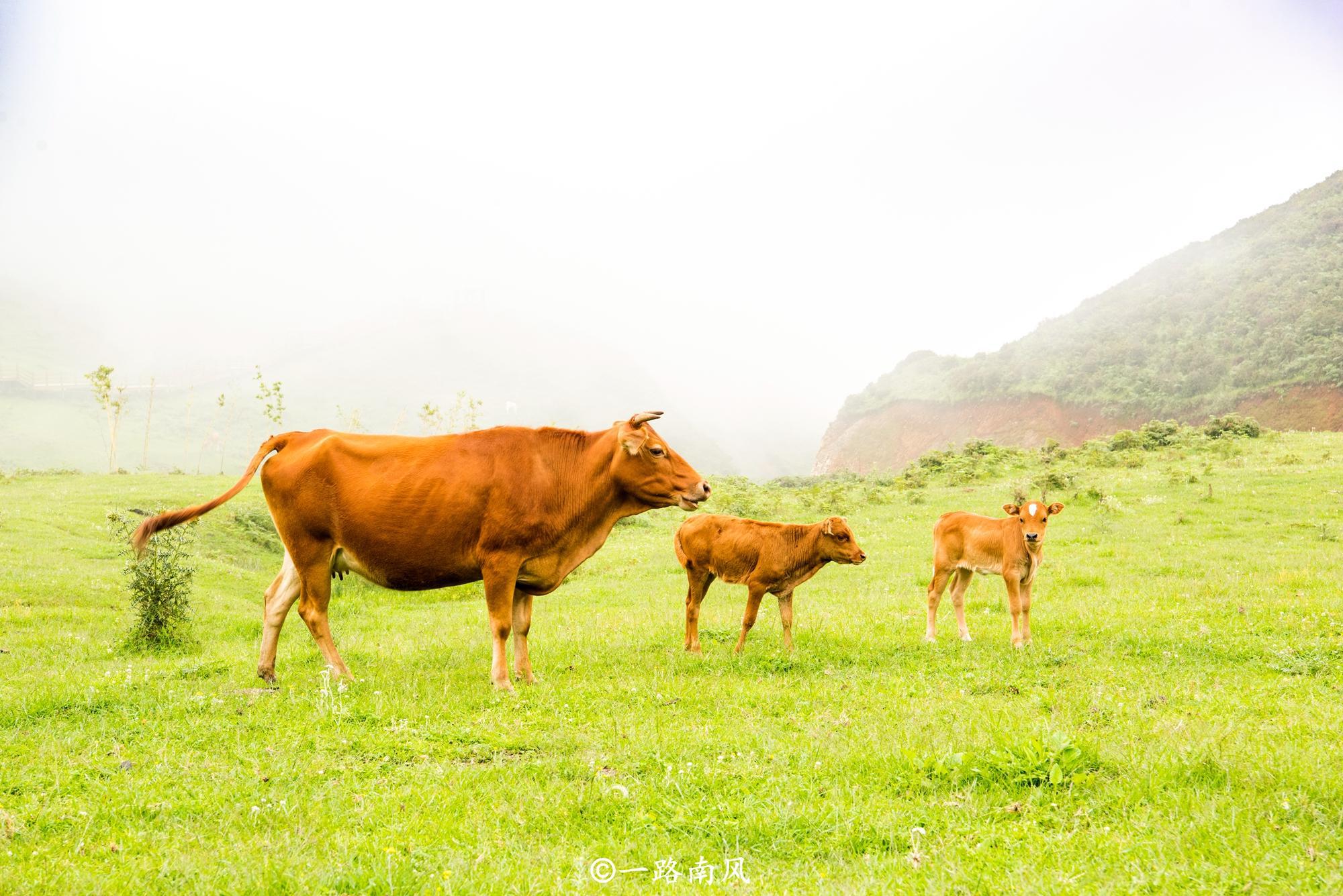 南方也有大草原,就在贵州六盘水,夏天"冷"成深秋!