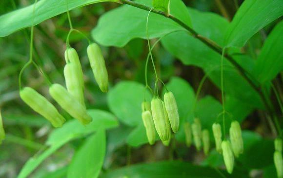 “黄精”是药用中的“黄金”,它究竟是一种什么样的植物?|黄精|根茎|植物_新浪新闻