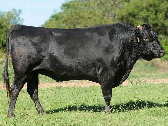 中国真正的顶级食材, 与法国鹅肝,日本和牛,俄罗斯鱼子酱并位!