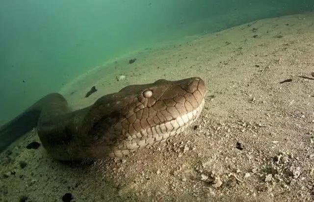 目前世界上最大的蟒蛇亚马逊丛林里的霸主平头哥也不敢惹