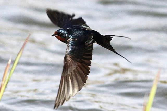 燕子过冬需要南迁,那最后飞到南方什么地方呢?出来怕你不信!