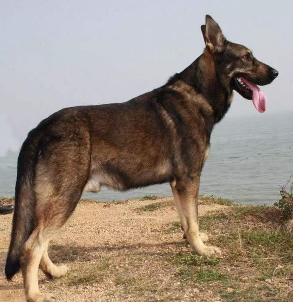 虐爆农村三霸的大狼狗它有一个好听的名字我国自主培育的犬种