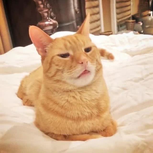 橘猫范春困睡意过猛扭到脖子铲屎的你掐朕干嘛