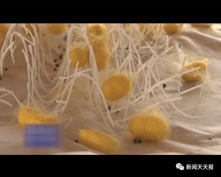 乐山这个神秘的蚕种场 背后居然有这么多鲜为人知的故事！|蚕种|家蚕|桑葚_新浪新闻