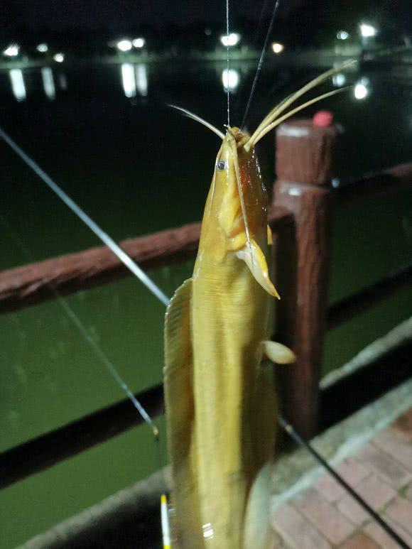 垃圾鱼入侵校园湖校园景观湖胡子鱼泛滥成灾