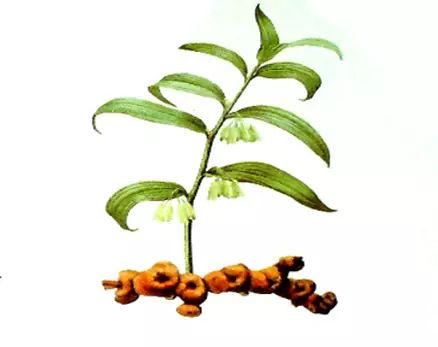 “黄精”是药用中的“黄金”,它究竟是一种什么样的植物?|药材_新浪新闻