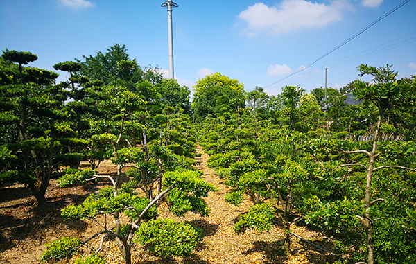 黄杨村变身网红村未来崇明还要建设更多这样的美丽乡村