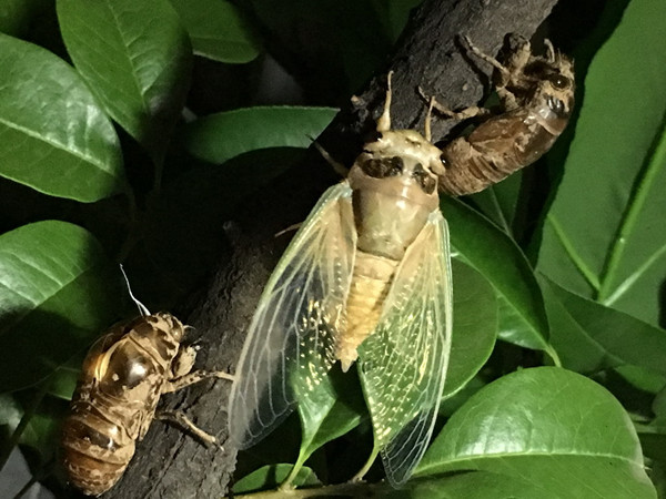 高温下金蝉脱壳一组图片亮人眼