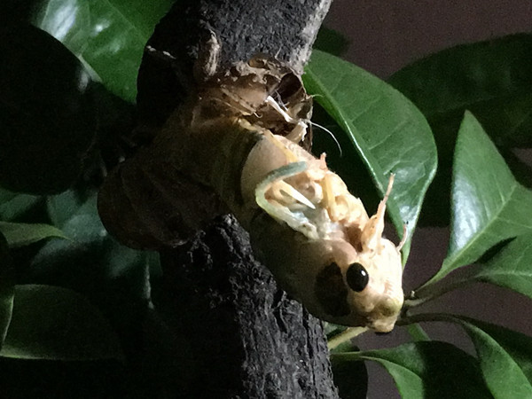 图为蝉蜕的全过程.