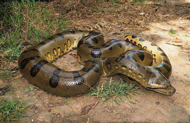 掉比自己还大的动物,唯独它敢与之为敌|美洲虎|森蚺|美洲狮_新浪新闻