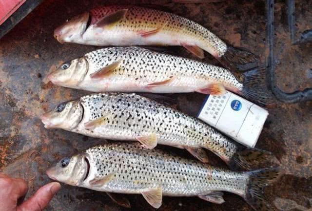 这种鱼对水质要求很高鱼肉细嫩但小刺多重庆人叫花骨鱼