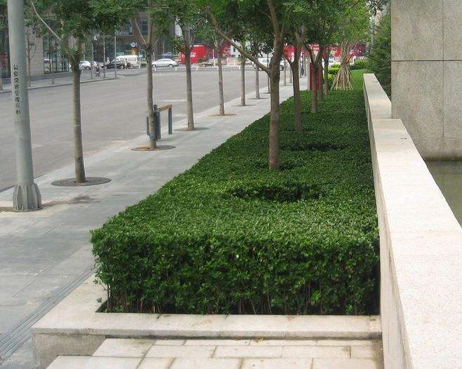 园林|黄杨|树篱_新浪新闻