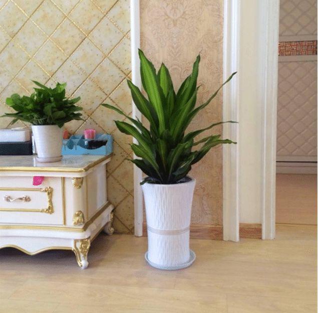 最适合在客厅摆放的七种植物,不仅美观而且好养