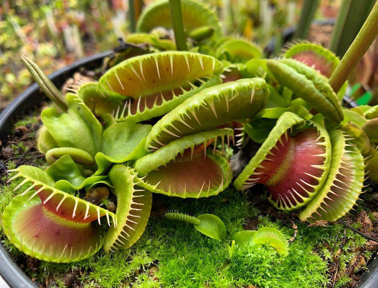 想要让捕蝇草将家里的虫子捉光来看看它是怎么工作的吧