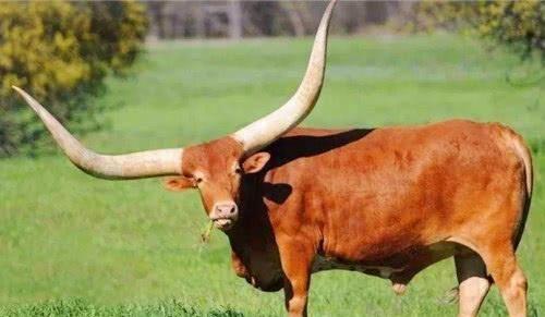 非洲草原上的"牛魔王",牛角可达2米长,享受国宝级待遇|牛魔王|桑格