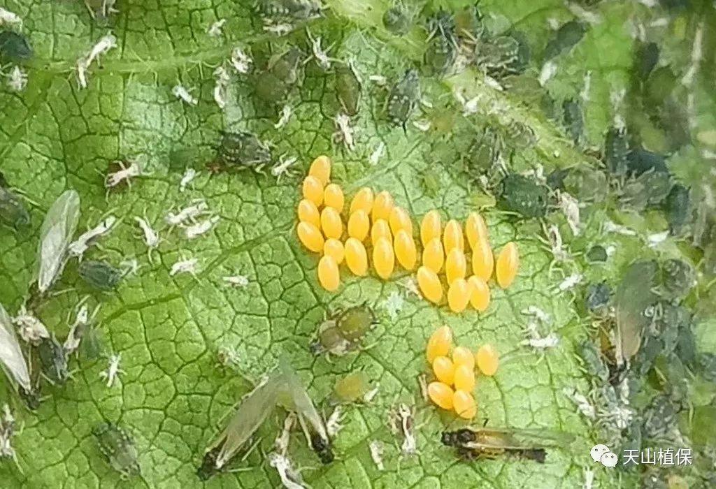 八师棉田害虫发生情况及下阶段植保工作建议|棉田|棉铃虫|棉蚜_新浪网