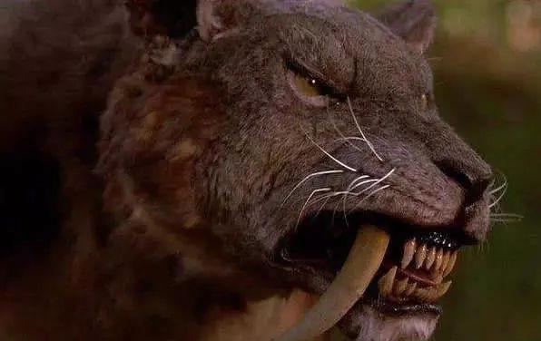 古代剑齿虎的巨大獠牙是干嘛的?既然它们这么强大,为何还会灭绝